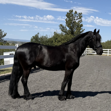 HorseID: 2314744 Oke Von Brickelnfeld - PhotoID: 1100567