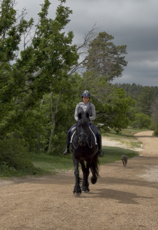 HorseID: 2314744 Oke Von Brickelnfeld - PhotoID: 1100568
