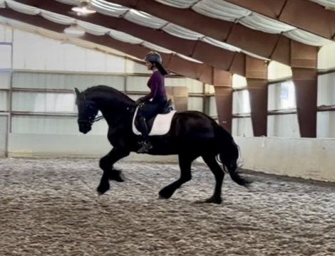 HorseID: 2314744 Oke Von Brickelnfeld - PhotoID: 1100569