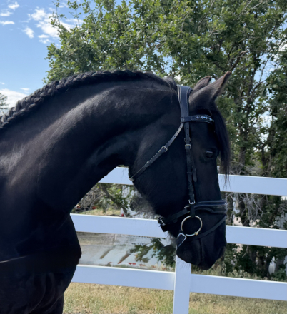 HorseID: 2314744 Oke Von Brickelnfeld - PhotoID: 1100570