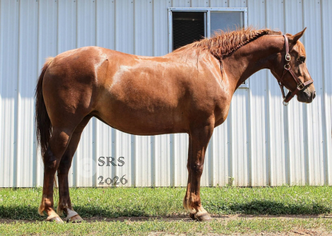 HorseID: 2314745 Sadie - PhotoID: 1100548