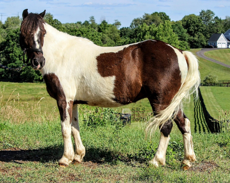 HorseID: 2314747 Puzzle - PhotoID: 1101030