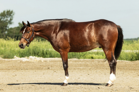 HorseID: 2314751 Pepsi - PhotoID: 1100550
