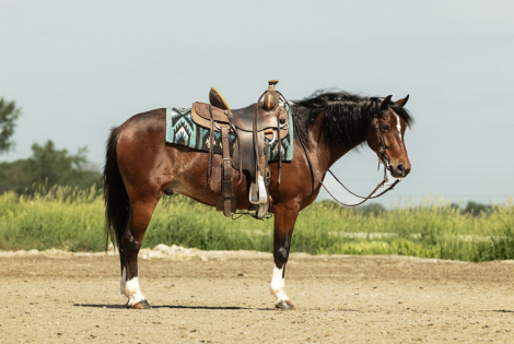 HorseID: 2314751 Pepsi - PhotoID: 1100551