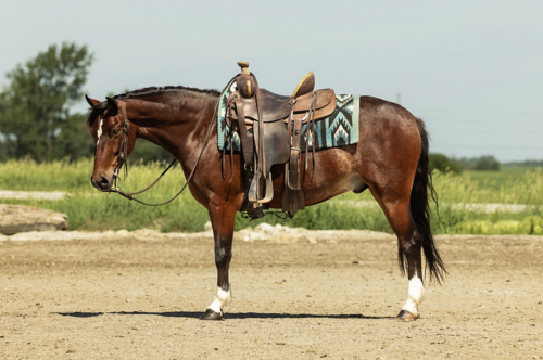 HorseID: 2314751 Pepsi - PhotoID: 1100552