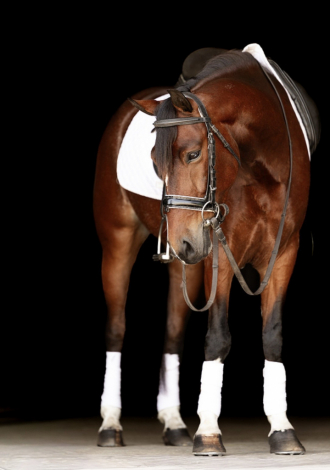 HorseID: 2314751 Pepsi - PhotoID: 1100553