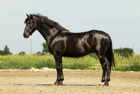 HorseID: 2314752 Cosmo - PhotoID: 1100555