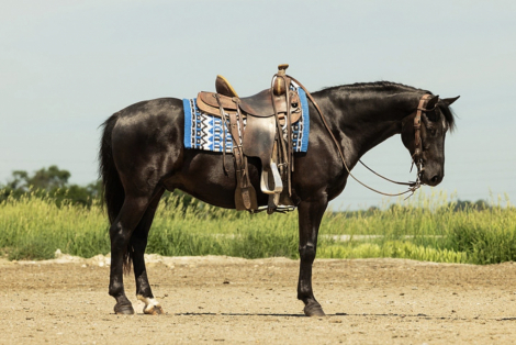HorseID: 2314752 Cosmo - PhotoID: 1100556
