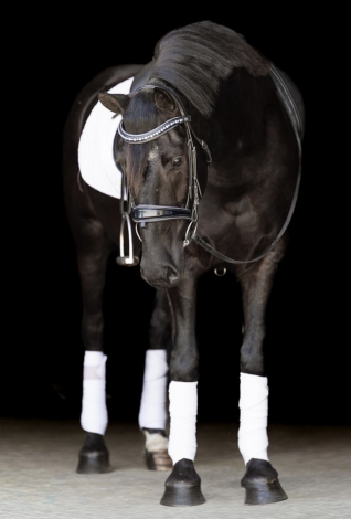 HorseID: 2314752 Cosmo - PhotoID: 1100557