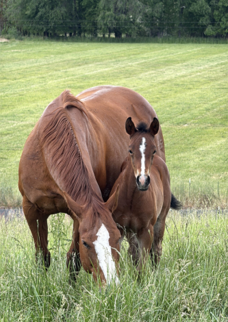 HorseID: 2314757 TECHNIKITTY - PhotoID: 1100574