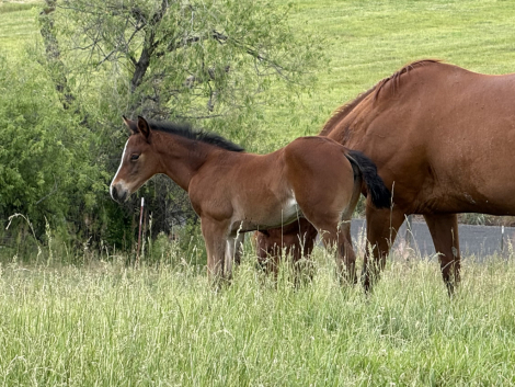 HorseID: 2314757 TECHNIKITTY - PhotoID: 1100575