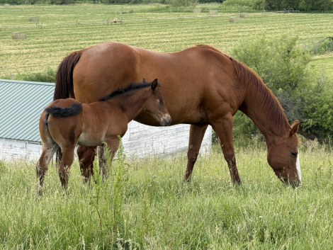 HorseID: 2314757 TECHNIKITTY - PhotoID: 1100576