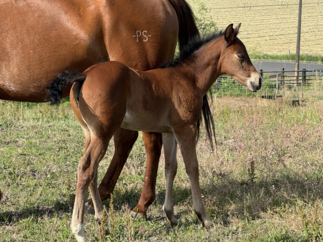 HorseID: 2314757 TECHNIKITTY - PhotoID: 1100577