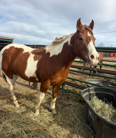 HorseID: 2314758 Apple - PhotoID: 1100579