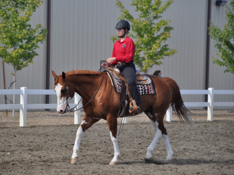 HorseID: 2314759 Page Of Pine - PhotoID: 1100578