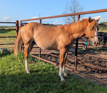 HorseID: 2314762 Loaded and Ready - PhotoID: 1100581