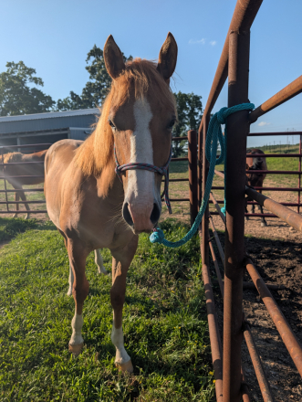 HorseID: 2314762 Loaded and Ready - PhotoID: 1100582