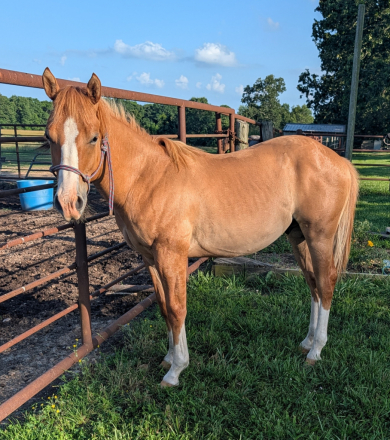 HorseID: 2314762 Loaded and Ready - PhotoID: 1100583