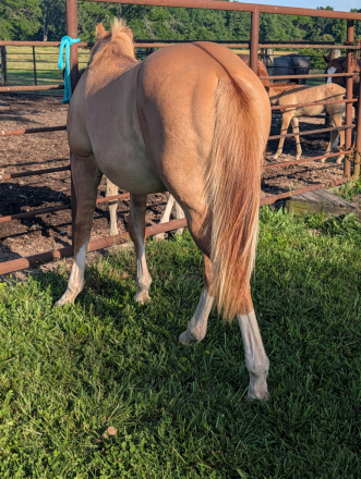 HorseID: 2314762 Loaded and Ready - PhotoID: 1100584