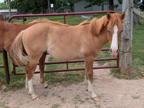 HorseID: 2314762 Loaded and Ready - PhotoID: 1100585