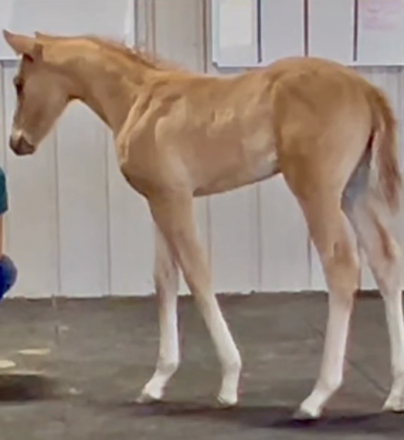 HorseID: 2314770 Tuckers Dually Chica - PhotoID: 1100667