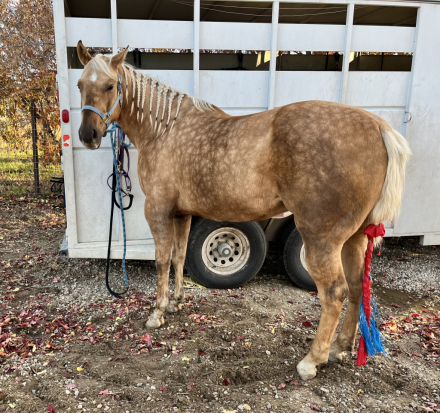 HorseID: 2314773 Maebhs Peppy Travaler - PhotoID: 1101020