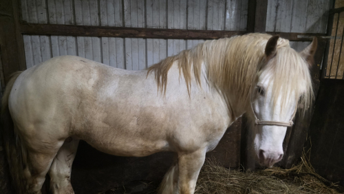 HorseID: 2314781 Gypsy Meadows Lord Shamus - PhotoID: 1100837