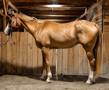 HorseID: 2314786 Sky - PhotoID: 1100595