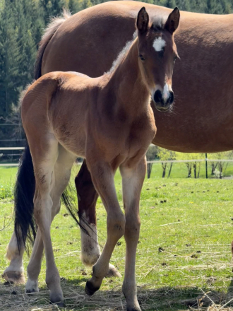 HorseID: 2314787 ASR IFUSAYPRETTYPLS - PhotoID: 1101124