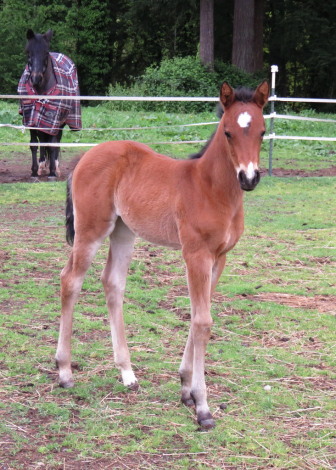 HorseID: 2314787 ASR IFUSAYPRETTYPLS - PhotoID: 1101125