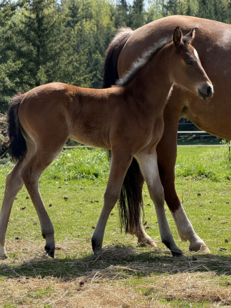 HorseID: 2314787 ASR IFUSAYPRETTYPLS - PhotoID: 1101126