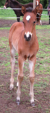 HorseID: 2314787 ASR IFUSAYPRETTYPLS - PhotoID: 1101127