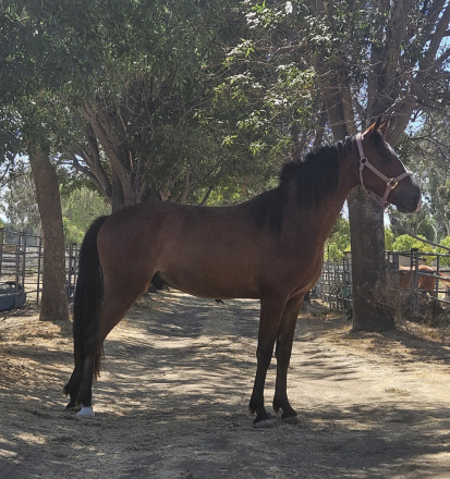 HorseID: 2314792 Melanies Midnight Cowboy - PhotoID: 1100600