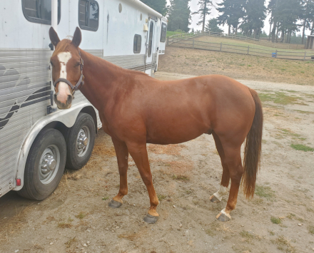 HorseID: 2314794 ZEE R ONE - PhotoID: 1100601