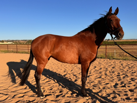 HorseID: 2314795 Joy AKA Jowolda - PhotoID: 1100603