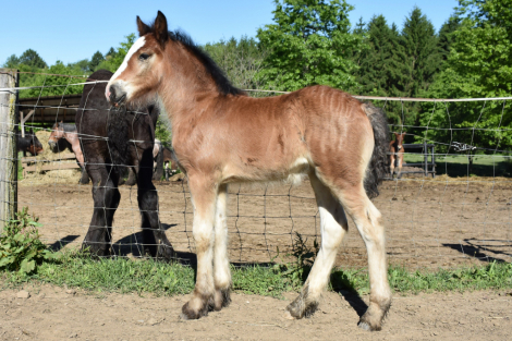 HorseID: 2314800 Bonnie - PhotoID: 1100615