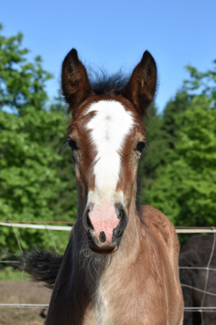 HorseID: 2314800 Bonnie - PhotoID: 1100616