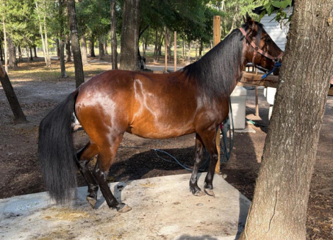 HorseID: 2314801 Violeta De CV - PhotoID: 1100617
