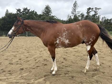HorseID: 2314802 Loper Sensation - PhotoID: 1100618