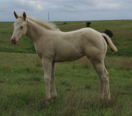 HorseID: 2314810 GQ Zans Puff - PhotoID: 1100622