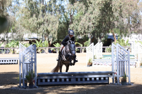 HorseID: 2314814 Clarecastle Hijinx - PhotoID: 1100625