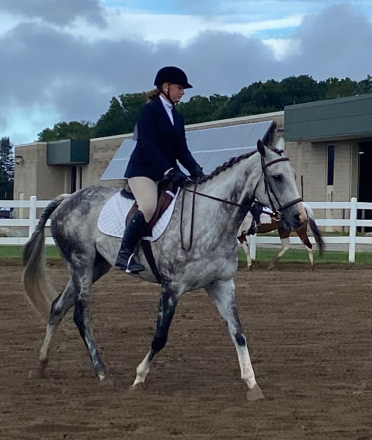 HorseID: 2314820 Valor’s Gray Boy - PhotoID: 1100633