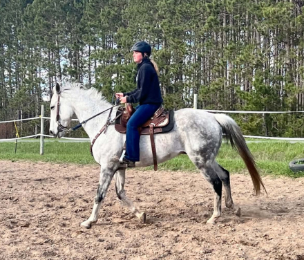 HorseID: 2314820 Valor’s Gray Boy - PhotoID: 1100634