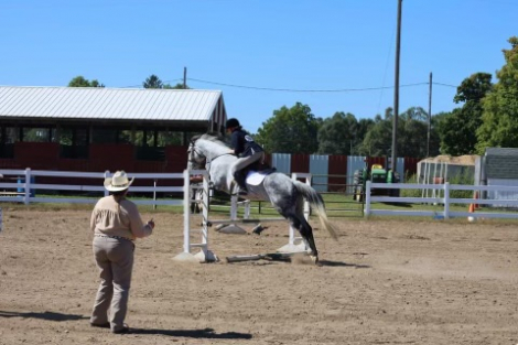 HorseID: 2314820 Valor’s Gray Boy - PhotoID: 1100635