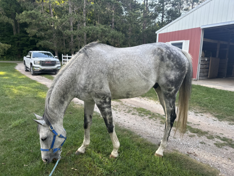 HorseID: 2314820 Valor’s Gray Boy - PhotoID: 1100636