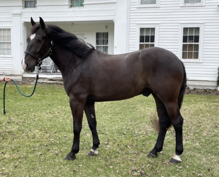 HorseID: 2314828 Prince - PhotoID: 1100640