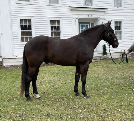 HorseID: 2314828 Prince - PhotoID: 1100641