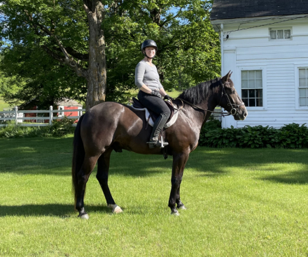 HorseID: 2314828 Prince - PhotoID: 1100642