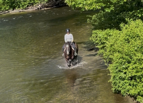 HorseID: 2314828 Prince - PhotoID: 1100639