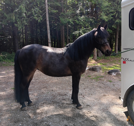 HorseID: 2314829 Maddy - PhotoID: 1100644